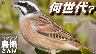 コンデジ鳥撮散歩　テレビ世代ですか？　兵庫県・北播磨