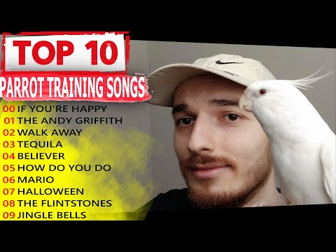 рџћµthe Best 10 Parrot Training Songs Ever For Cockatiel Singing Bird