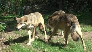 Wolf Pack Dominance And Submissive Behaviour Among Three Grey Wolves