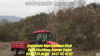 Çanakkale Biga Sarıkaya Köyü #küçükbaşhayvançadırı  #hayvançadırı #hayvansayası #hayvanyurti