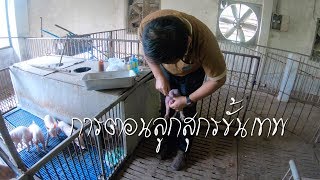 การตอนลูกสุกรขั้นเทพ - Castration young pig.