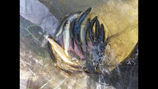 【千種川】鮎釣り 釣果2022 7 1　2022 7 2