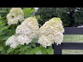 why limelight hydrangeas are a perfect hedge for any landscape design and why you will love them too