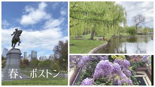 【旅ログ】ボストンお散歩5月パブリックガーデン