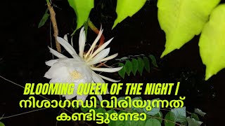 Blooming Queen of the Night | നിശാഗന്ധി വിരിയുന്നത് കണ്ടിട്ടുണ്ടോ | ബ്രഹ്മകമലം | അനന്തശയനം😍 in 4k |