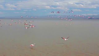 Experience Flight Like A Flamingo | The Wild Place | BBC Earth