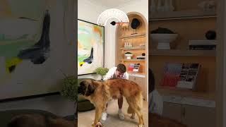 Mr beast holds the heaviest dog! #trending #greenscreen #mrbeast #shorts