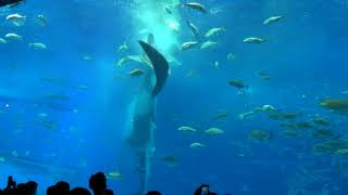 美ら海水族館2020 ジンベイザメ立ち泳ぎ