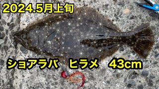 香川県　ショアラバ　ヒラメ　タイ　狙い