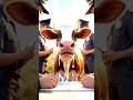 गाय यह देखकर रोने लगती है। 😭 animals cow trending shorts viralvideo