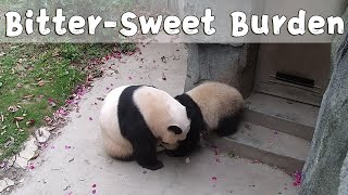 Mom's Love Is A Bitter-Sweet Burden For Baby Panda | iPanda