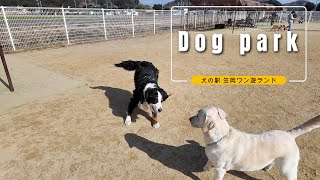 Take your Labrador Retriever to the dog park