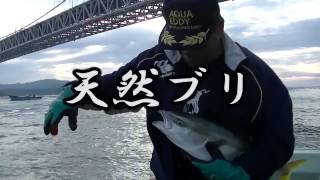 鳴門海峡一本釣り天然ブリ 4 1