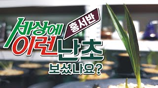 여태껏 본적 없고 경험하지 못한 적색을 띄고 있는 난초(홍서반)를 만난 산행이였습니다. korea orchid