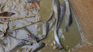 Wow Amazing Fishing Video - Top 5 Cambodia Fishing - How to Catch and Select SneakeHead Fish #07