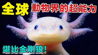 10種只有動物才擁有的超能力！斷臂殘肢再生！甚至擁有帝王夢寐以求的永生能力！#世界之最 #动物 #动物科普 #冷知识 #奇特 #超能力 #top #top10