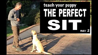 Teach Your Puppy SIT on Command - Perfect SIT - Robert Cabral Dog Training Video