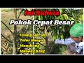 Teknik Pruning 4 Jenis Durian - Rahsia Pokok Cepat Besar & Berbuah