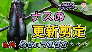 良質な秋なす大量収穫のための更新剪定とは？