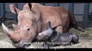 Newborn Baby Rhino at Animal Kingdom; Doug Jones in Jafar; PS5 Backwards Compatibility