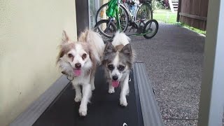 Tango and Foxy (Chihuahua x Mini Foxy) ... enjoy the treadmill