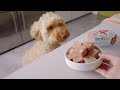 healthy meals happy dogs freshpet uk commercial 30