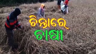 ଅଦିନିଆ ବର୍ଷାକୁ ନେଇ ଚିନ୍ତାରେ ଗୁଣପୁର ଚାଷୀ || MBCTv