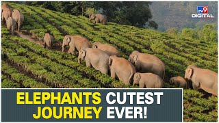 China's herd of wandering elephants finally heads for home!