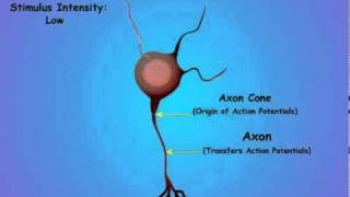 2. Neuron Coding
