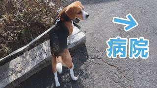 Beagle when arriving at the hospital