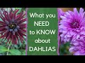 Growing dahlias - everything you need to know about how to choose and grow dahlias