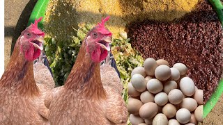 Process of raising free-range organic chickens from 1 day old to egg harvest - Chicken farm