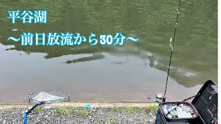 【管釣り】久しぶりの平谷湖フィッシングスポット 〜前日放流から30分〜【エリアトラウト】