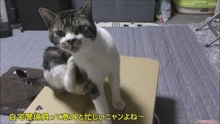 甘えん坊猫リキちゃん大活躍！猫と一緒に開封の儀！【前編】☆自宅系警備員のチェックが厳しすぎます☆新しい高スペックPCを購入したよ☆マウスコンピューター【リキちゃんねる　猫動画】キジトラ猫との暮らし