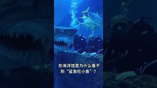 在海洋馆里为什么看不到“鲨鱼吃小鱼”？#世界#知识视频#知识shorts计划#我是youtube小百科#我是shorts小百科#nigelning#知识shorts计划#knowledge#short