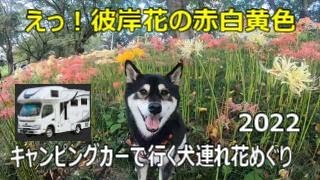 キャンピングカーで行く犬連れ花めぐり2022　埼玉県吉見町　桜堤公園のいろいろな色の彼岸花