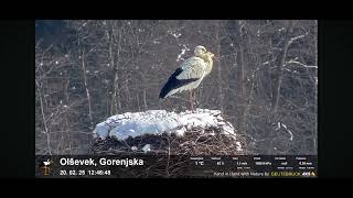 Olsevek,Gorenjska(Slovenia)🌾 Nie śnieg ,nie mróz zmusił boćka do opuszczenia gniazda,lecz GŁÓD.20.02