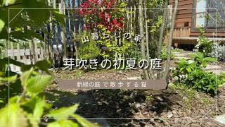 山暮らしの家｜初夏の庭