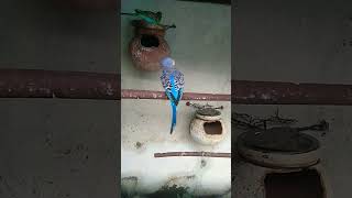 budgie birds WhatsApp status 💕😘 birds status bird status #shorts #birds #budgie #ytshorts #status