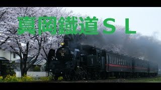 真岡鉄道ＳＬ　蒸気機関車　真岡線　桜と菜の花の中を走り抜ける　Ｃ１１３２５