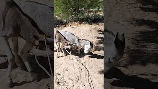 Donkeys village donkeys #videos #vtuber #viralvideos #vlog #animals #donkey