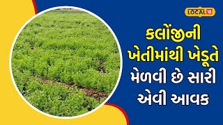 Bhavnagar | ભાવનગર જિલ્લાના ખેડૂતે પ્રથમ વખત કરી કલોંજીની ખેતી, સારા ઉત્પાદનની આશા | #local18