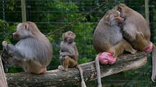BiBi helps dad take care of baby monkey OBi, monkey baby Bi Bon trees, monkey baby Brown,