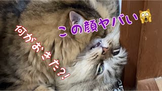 #Short 【猫 おもしろ動画】可愛い寝顔だったのに子猫のせいでヤバい顔になった〜😸Funny cat videos.