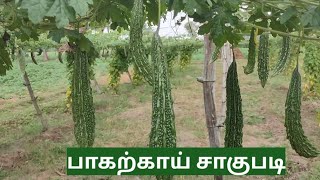 பாகற்காய் வளர்ப்பது எப்படி | Bitter Gourd farming in tamil | பாகற்காய் சாகுபடி | Village Vibes