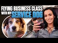 Flying Business Class to Europe with a Service Dog | TRAVEL VLOG | 4k vlog