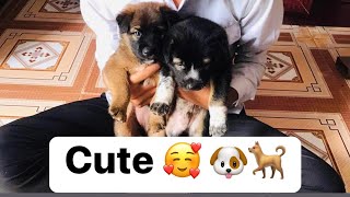 កូនឆ្កែដ៏ស្រស់ស្អាត😘🥰🐶🐕