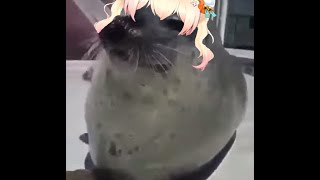 【Vtuber廢片】Nene Seal clapping.(Be careful of your ears) 開心拍拍的海豹(音量注意)【桃鈴ねね/MomosuzuNene】【meme】