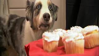 Stains The Dog Resists Temptation of Cupcakes (HQ)