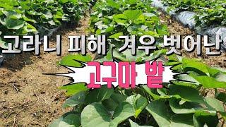 텃밭작물(고구마순관리)🍠 텃밭 불청객 고라니 피해로 고구마순이 듬성듬성 빈곳이 많네요 (꿀고구마)